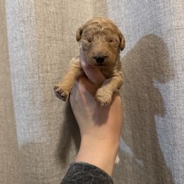 Purple - Apricot female Goldendoodle puppy in Sanford, Florida from Florida Coast Golden Doodles