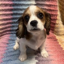 Bailey - Sable and white Cavachon puppy in Hudson, Massachusetts from Lindsey's Waggingtails Cavachons