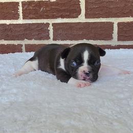 Boy 2 - Black and white male French Bulldog puppy in Gloster, Mississippi from Donna's French Bulldogs