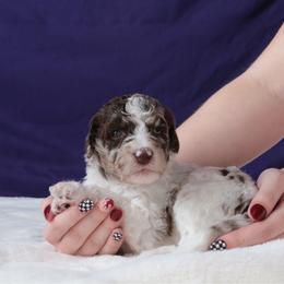 McLaren - Red merle male Aussiedoodle puppy in Springfield, Missouri from Aspen River Doodles