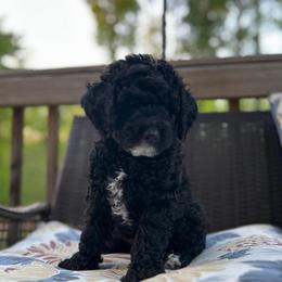 Mousse - Black and white male Bernedoodle puppy in Statesville, North Carolina from Loves legacy Doodles