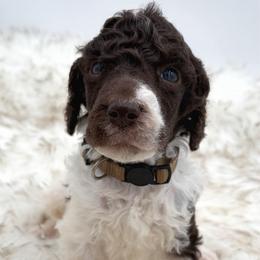 Cookie - Parti male Poodle puppy in Otto, North Carolina from Wild Suns Farm