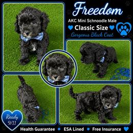 Freedom  ESA lines gorgeous coat - Black male Schnoodle puppy in Temple, Texas from Schnauzers Of Taylor