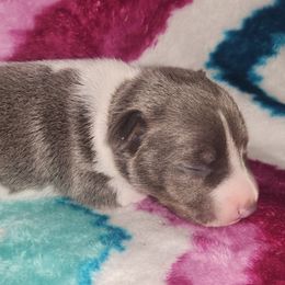 Boy 2 - male Teddy Roosevelt Terrier puppy in Mississippi from LoupGarou Terriers