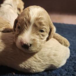 Girl 5 - Cafe female Labradoodle puppy in Fostoria, Michigan from North Country Kennel Club