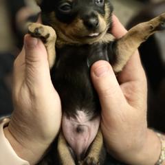 Prague Ratter Puppies from North Star Gem’s Prague Ratters