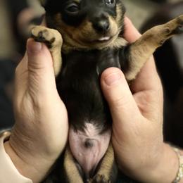 Prague Ratter Puppies from North Star Gem’s Prague Ratters