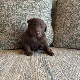 Clover - Dark brown male Chesapeake Bay Retriever puppy in Ulen, Minnesota from North Wind Gundogs