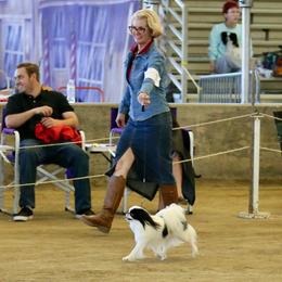 Japanese Chin All Grown Up from KaLor Japanese Chin