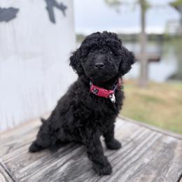 Girl 2 - female Goldendoodle puppy in Bentonville, Arkansas from Bentonville Doodles