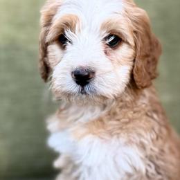 Will- Light blue collar boy - Red male Bernedoodle puppy in Colorado Springs, Colorado from Mercy Mountain Bernedoodles