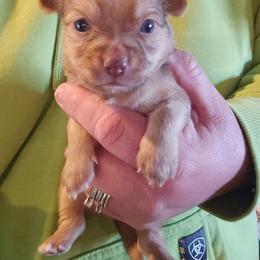 Louis - Chocolate brindled fawn male Chihuahua puppy in Amity, Pennsylvania from Baxters Chihuahuas