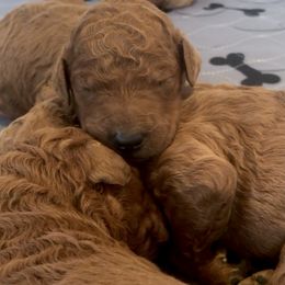 Poodle Puppies from Prissy Pants Poodles LLC