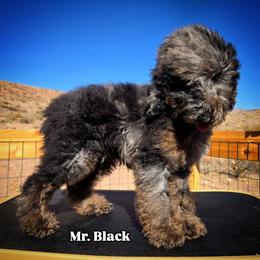 Mr. Black - Blue merle male Aussiedoodle puppy in Dolan Springs, Arizona from High Desert Companions