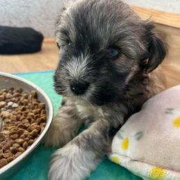 Arpeggio - Salt and pepper male Miniature Schnauzer puppy in Menifee, California from Moonshine’s Minis