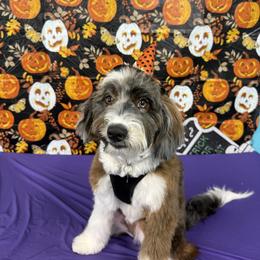 Springerdoodle All Grown Up from Cooper’s Mini Doodles