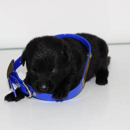 Mouse - Black female Labrador Retriever puppy in Morrilton, Arkansas from Ancient Dogges Performance Dogs