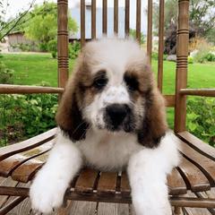 Saint Berdoodle Puppies from Mason Creek Saint Berdoodles, LLC