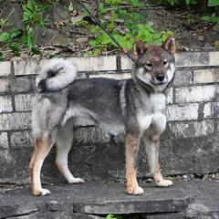 Kana - Shikoku