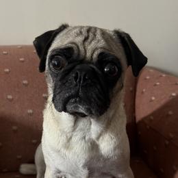 Bella - Pug