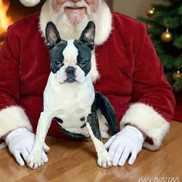 Knuckles - Boston Terrier