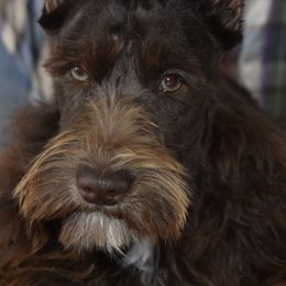 Miniature Schnauzers and Schnoodles from Angel Paw's Kennel