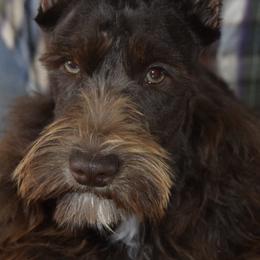 Miniature Schnauzers and Schnoodles from Angel Paw's Kennel
