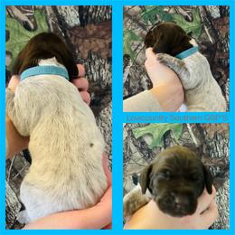 Light Blue - Liver roan female German Shorthaired Pointer puppy in Bluffton, South Carolina from Lowcountry Southern GSP'S