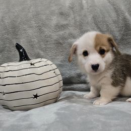 Black Collar Male - Red male Pembroke Welsh Corgi puppy in Tenino, Washington from LoneStar Corgis NW