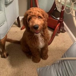 Assorted Doodle Crosses Puppies from Oodles of Doodles