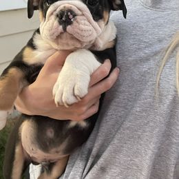 Bulldog Puppies from Tiffany Thelen's Bulldogs