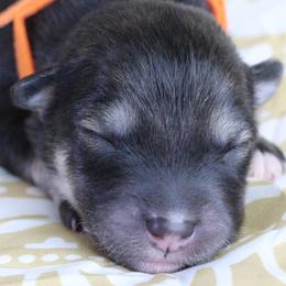 Sylva - Orange - Agouti and white female Alaskan Malamute puppy in Independence, Virginia from New River Valley Malamutes