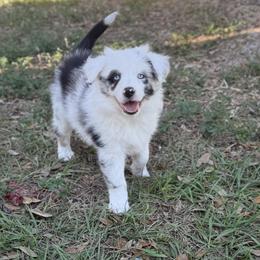 Miniature Australian Shepherd Puppies from Peace Creek Aussies