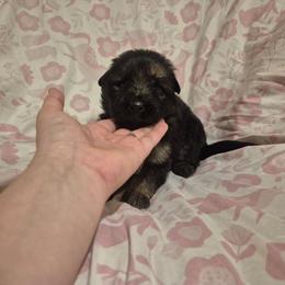 White collar female - Black and red female German Shepherd puppy in Eugene, Oregon from Vom Osuna K9s