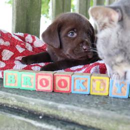 Labrador Retriever Puppies from Camden's Caring Canines