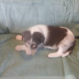 Temporary Hold - Blue merle white and tan female Collie puppy in St Stephens, Wyoming from Desert Kennels