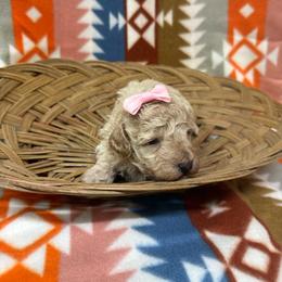 Girl 2 - Apricot female Poodle puppy in Golden, Mississippi from Two Creeks Farm Poodles & Doodles