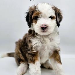 Sterling - Blue merle male Aussiedoodle puppy in Lancaster, Minnesota from Wilson Cattle Co.