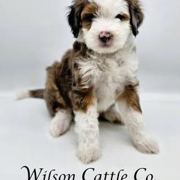 Sterling - Blue merle male Aussiedoodle puppy in Lancaster, Minnesota from Wilson Cattle Co.