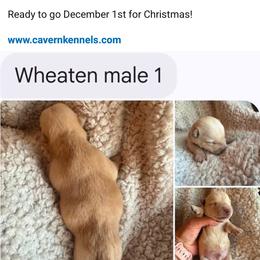 Carter - Wheaten male Scottish Terrier puppy in Crossville, Tennessee from Cavern Kennels
