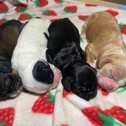 Cocker Spaniel Puppies from Mable meadows Cockers