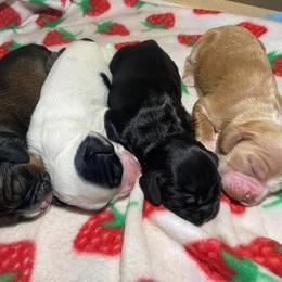 Cocker Spaniel Puppies from Mable meadows Cockers