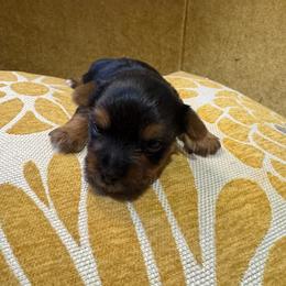 Astro - Black and tan male Yorkshire Terrier puppy in Waldorf, Maryland from Luv My Yorkies, LLC