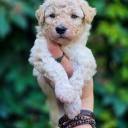 Saffron - Cream male Aussiedoodle puppy in Centreville, Mississippi from Trin's Designer Doodles