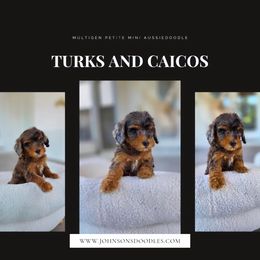 Turks and caicos - Blue merle male Aussiedoodle puppy in North Royalton, Ohio from Johnson's Doodles