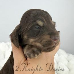 Amelia💜 - Chocolate and cream female Dachshund puppy in New Braunfels, Texas from 2 Knights Doxies