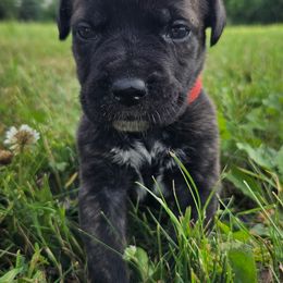Red - Black brindle female Cane Corso puppy in Yale, Michigan from Titan Farms