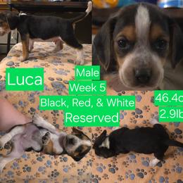 Luca Green Male - Black red and white male Beagle puppy in Bemidji, Minnesota from Nse Farms Beagles
