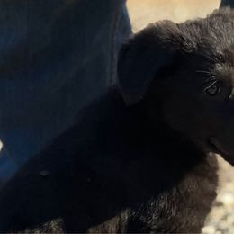 Black Widow (Natasha) Pink Collar Female - Black German Shepherd puppy in Little Rock, Arkansas from Strahl Von Valor Shepherds