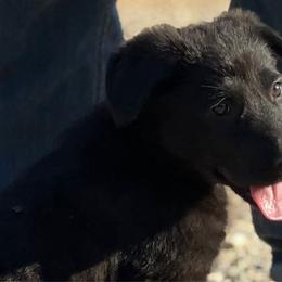 Black Widow (Natasha) Pink Collar Female - Black German Shepherd puppy in Little Rock, Arkansas from Strahl Von Valor Shepherds